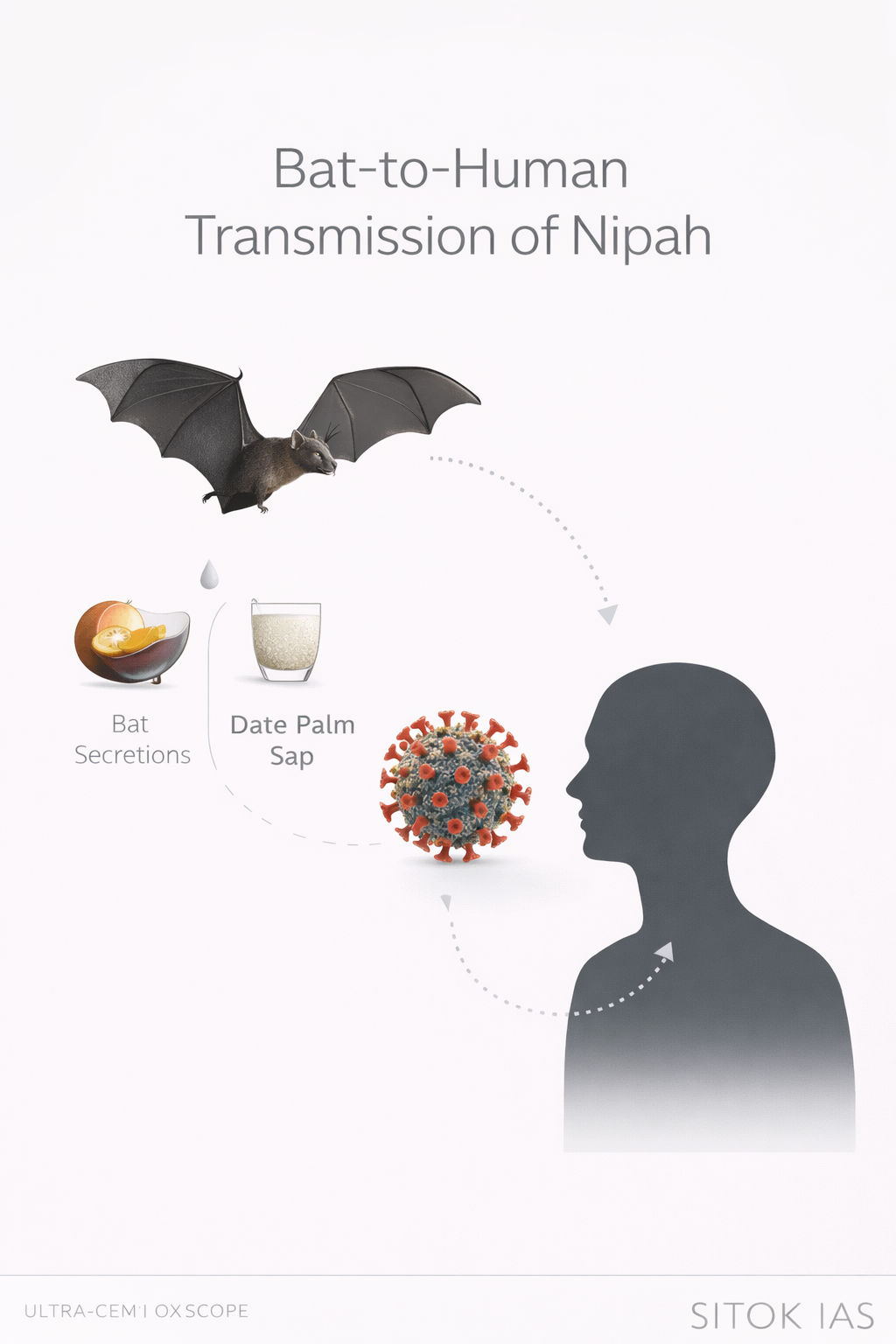 Bat to human transmission